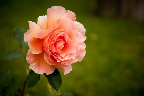 Rosa Rose auf einer grünen Wiese