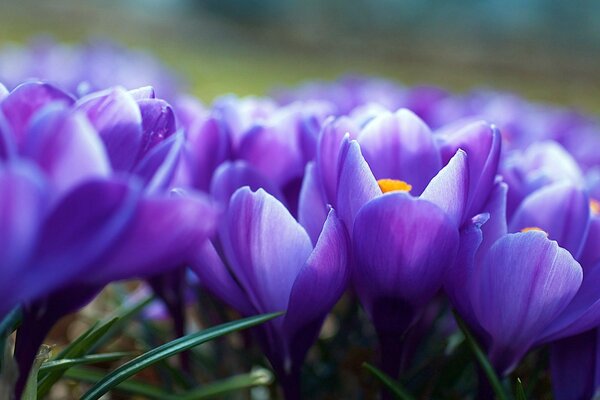 Natur - Flora aus Blumen