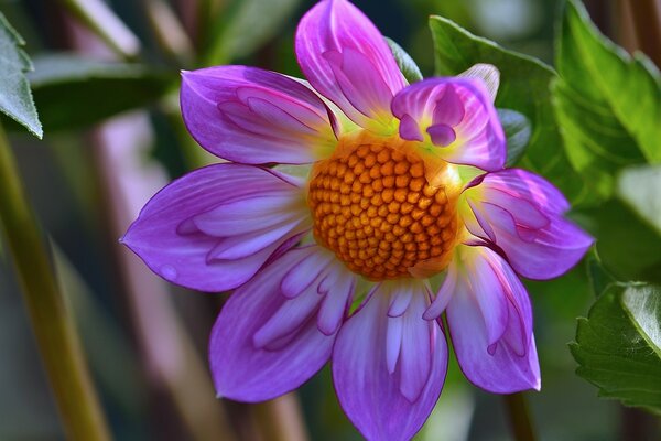 Helle rosa Blume mit gelber Mitte