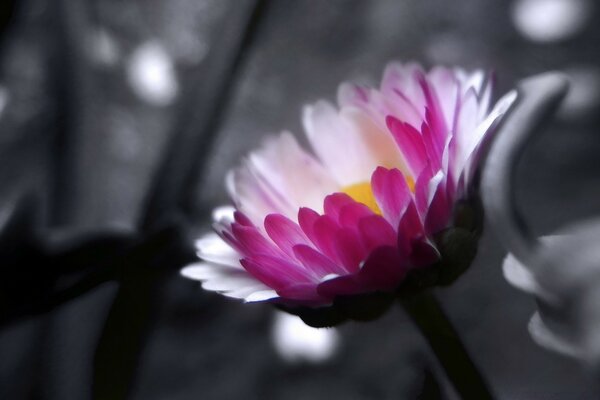 Fioritura di fiori rosa su sfondo monocromatico