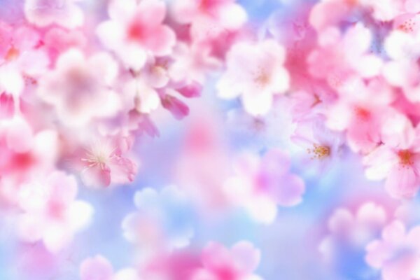 Delicate pink flowers. blurring