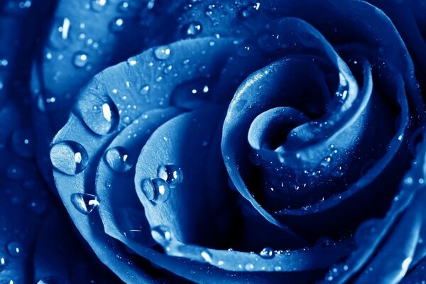 Rosa azul con gotas de agua