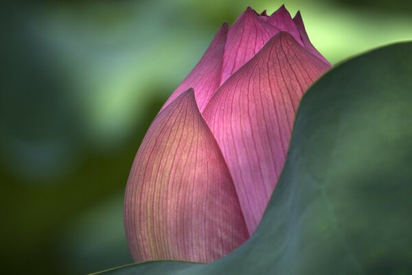 Bourgeon de fleur rose non ouvert