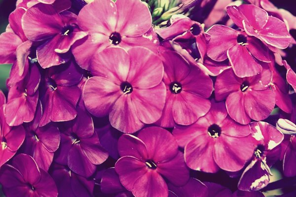 Pink violets in the garden