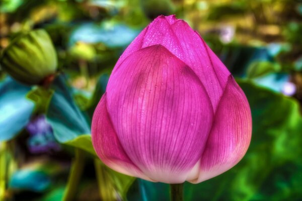 Bella figura di fiore rosa