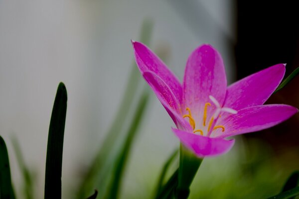 Flor rosa con hierba