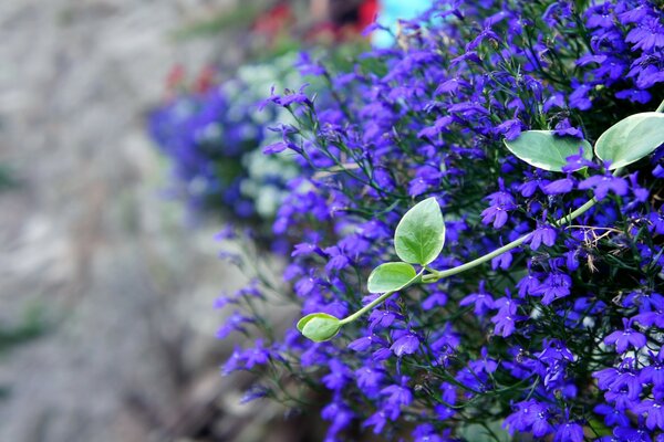 Kleine blaue Blüten auf einem Hintergrund von Steinen