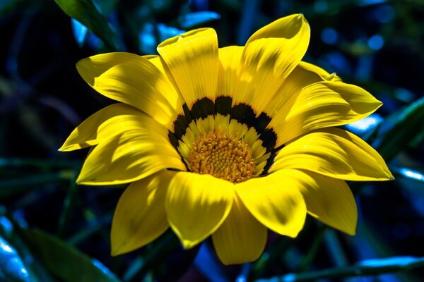 Grande fiore giallo su sfondo blu