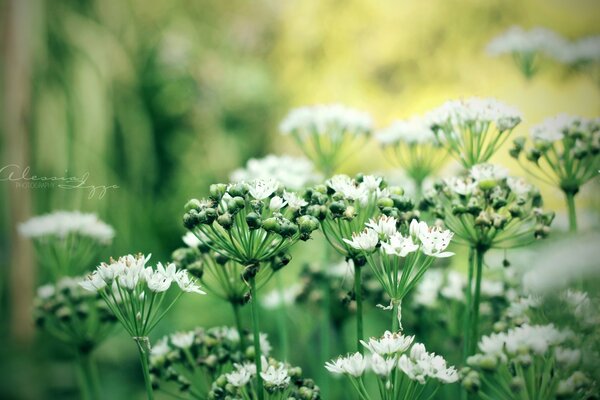 Le infiorescenze sono bianche su steli in natura