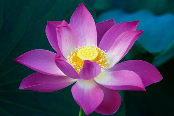 Flore feuille et fleur de Lotus