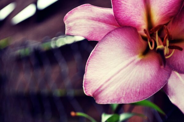 Purple lily. Delicate flower