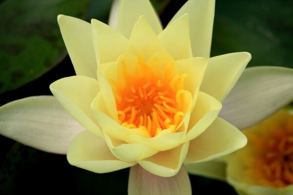 Die Lotusblume verleiht Eleganz