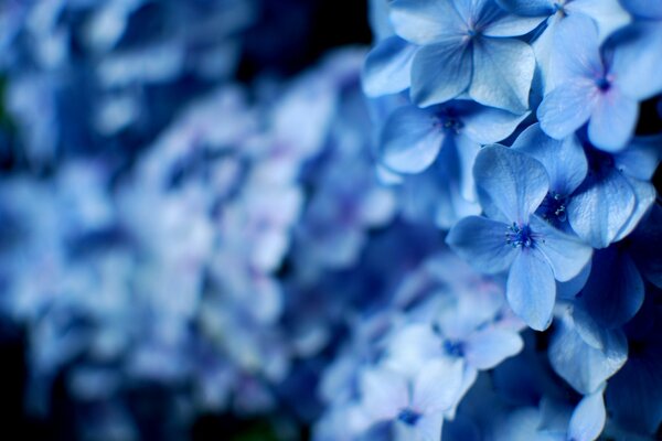 Flores azules para la mujer amada