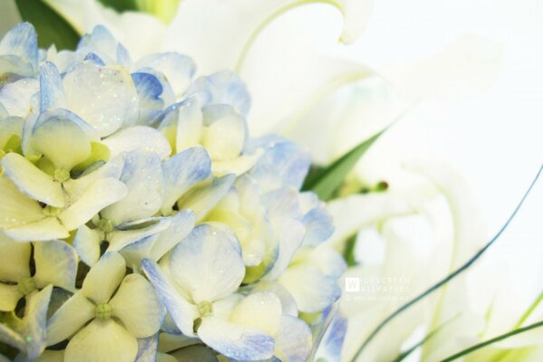 A bouquet of delicate blue flowers