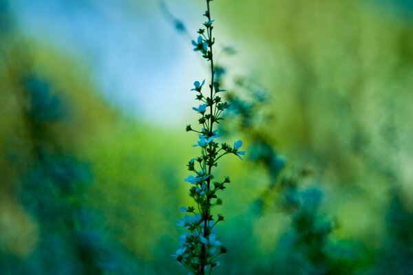 Blaue Blumen auf einem Sommerfeld