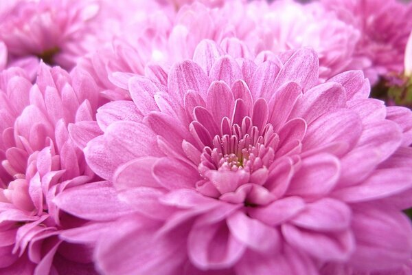 Pink asters bloomed in the garden