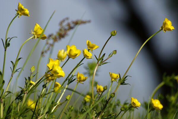 Yellow flowers are when it s summer