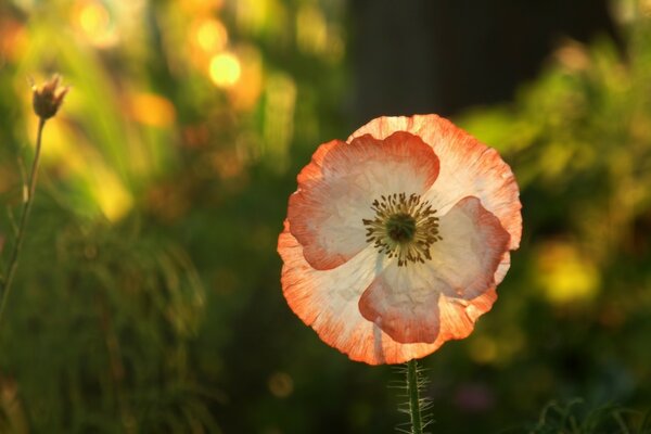 Amapola de campo en el sol