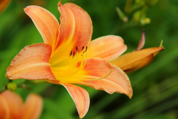 Lirio florecido naranja sobre fondo verde