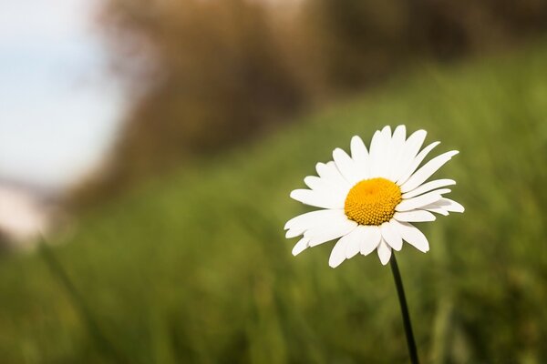 Camomille blanche sur fond d herbe floue