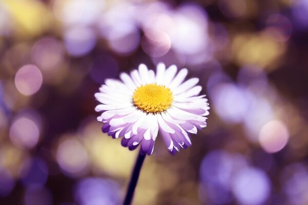 White daisy on the background of blurred lights