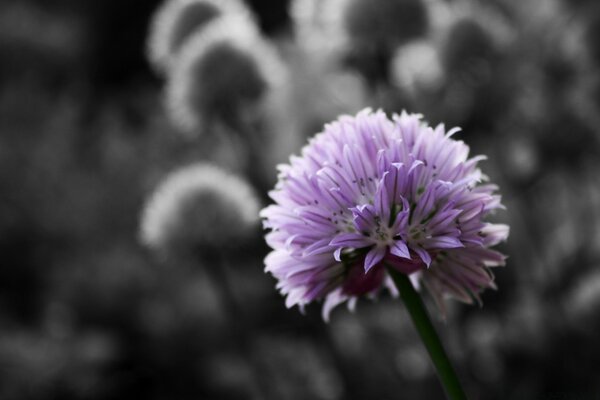 Flor púrpura sobre fondo blanco y negro