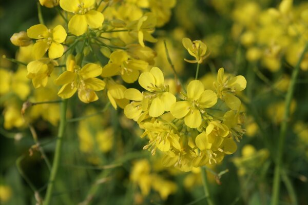 Fleurs sauvages de couleur jaune