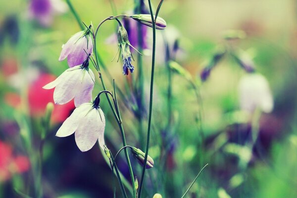 Glockenblumen. wildblumen im Sommer