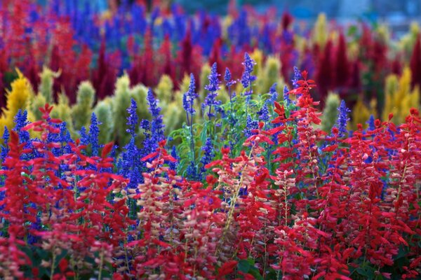 Bunte Blumen auf einem bunten Feld