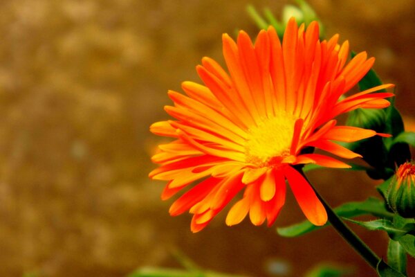 Fleurs orange pour l économiseur d écran de bureau