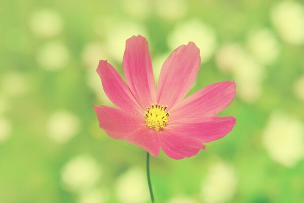 Lumineux, fleur d été sur fond vert