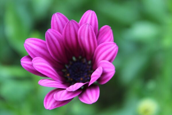 Blumen in einer schönen Farbe für den Winter