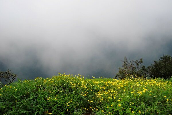 Landscape of nature flowers and trees