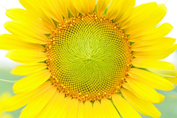 Tournesol jaune sur fond clair