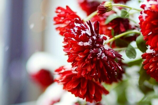 Snow-covered red dahlias in the garden