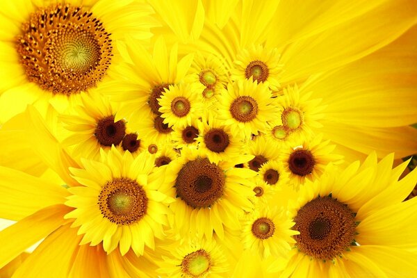 Flores amarillas brillantes de diferentes tamaños