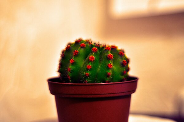 Cactus con aghi in vaso in crescita