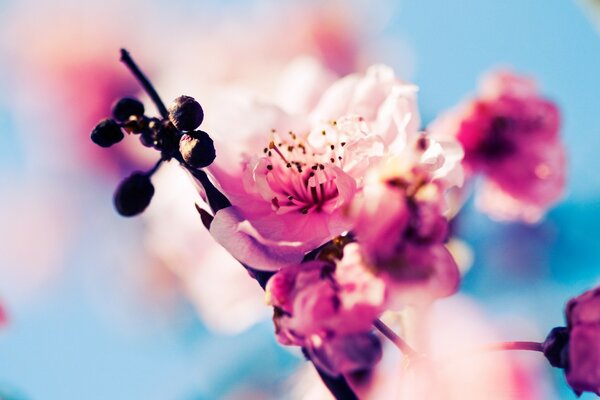 Fleurs de cerisier roses. flou