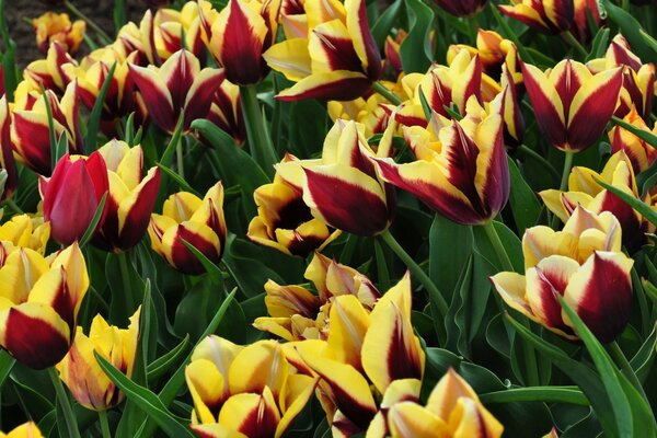 Rot-gelbe Tulpen blühen auf dem Feld