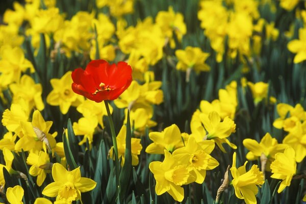 Roter Mohn auf dem Hintergrund der gelben Narzissen