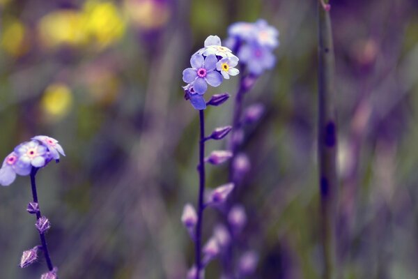 Delicate tiny blue forget-me-nots