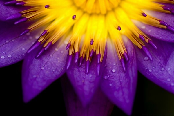 Fiore giallo-blu in gocce su sfondo nero