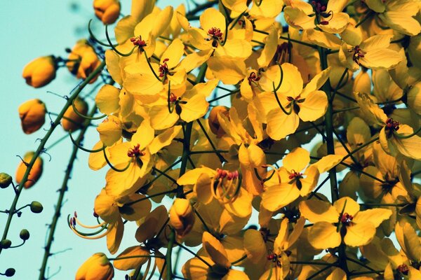 Muchas flores amarillas contra el cielo