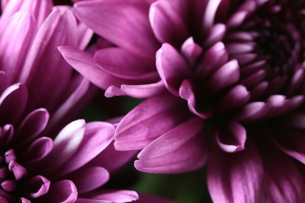 Beaux asters violets. nature