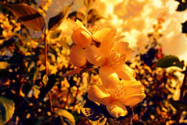 Schöne weiße Blumen in der goldenen Sonne