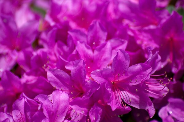 Flores Rosadas en grandes cantidades