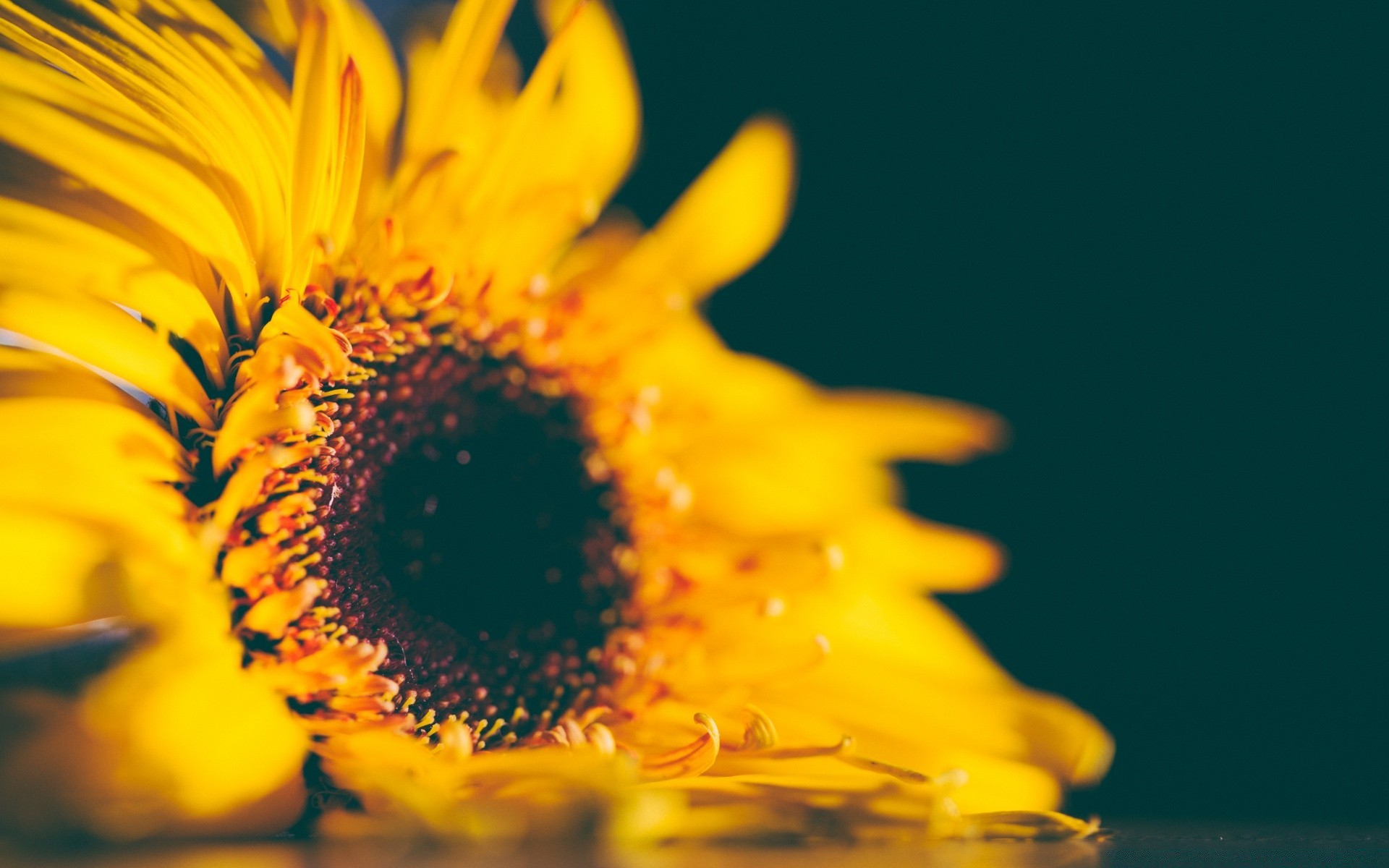 fleurs nature fleur flore été tournesol lumineux à l extérieur feuille couleur soleil pétale beau temps beau jardin