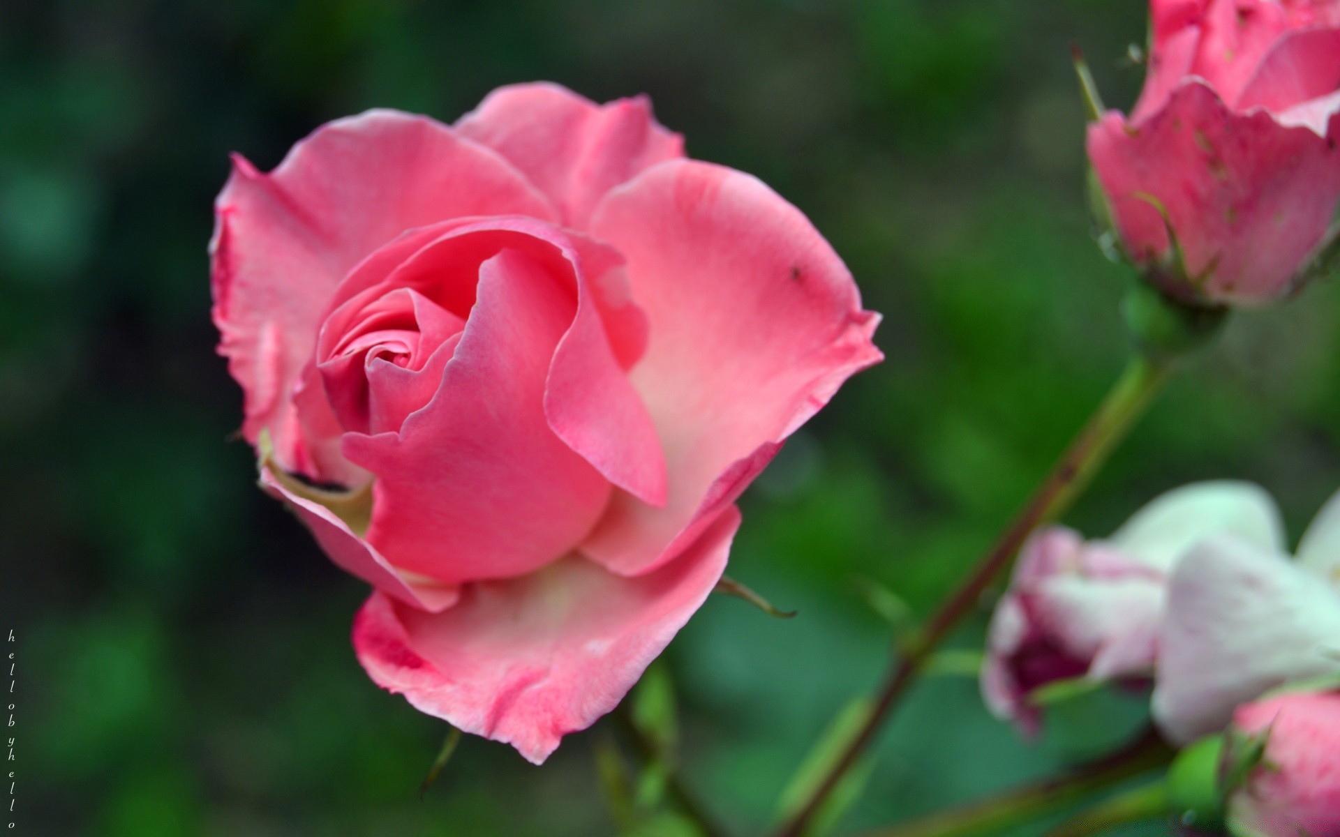 çiçekler çiçek gül doğa flora petal yaprak aşk bahçe çiçek romantizm çiçeklenme yaz dostum renk