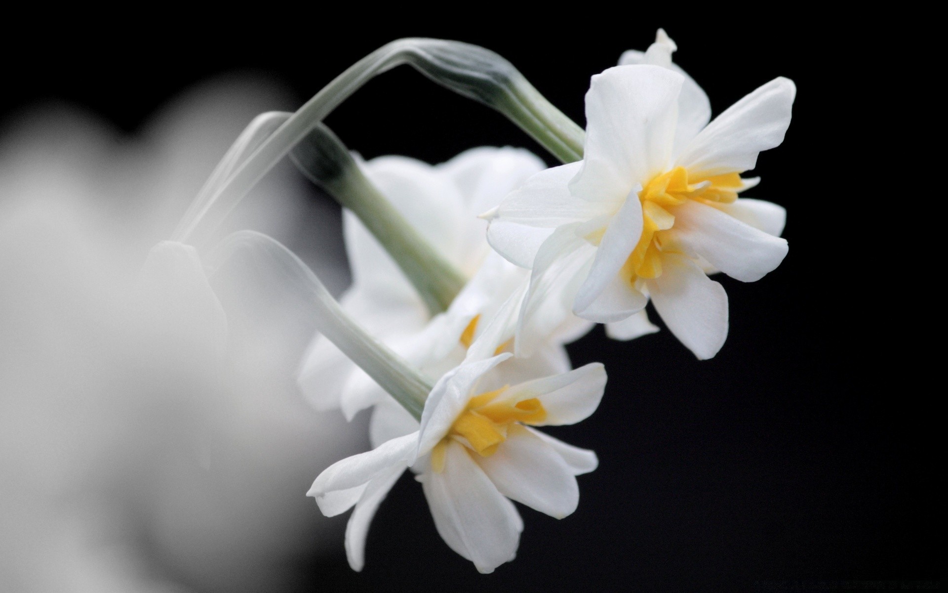 çiçekler çiçek flora doğa yaprak çiçeklenme petal çiçek güzel parlak bahçe büyüme renk paskalya zarif yakın çekim narin