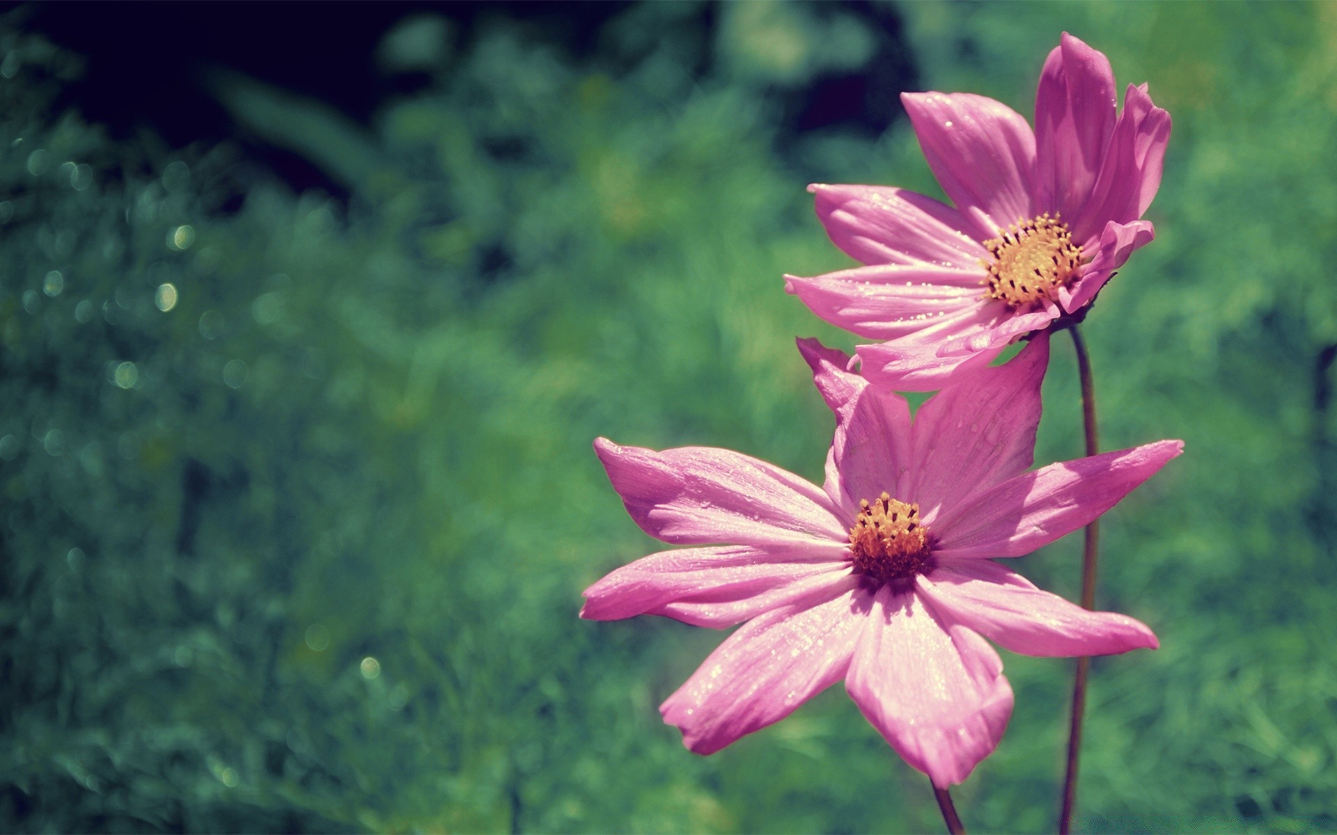 blumen blume natur sommer flora garten blatt im freien blütenblatt